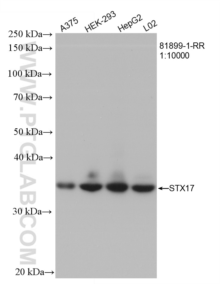 Various lysates were subjected to SDS PAGE followed by western blot with 81899-1-RR (STX17 antibody) at dilution of 1:10000 incubated at room temperature for 1.5 hours. Western Blot (WB) analysis of various lysates using STX17 Recombinant monoclonal antibody (81899-1-RR)