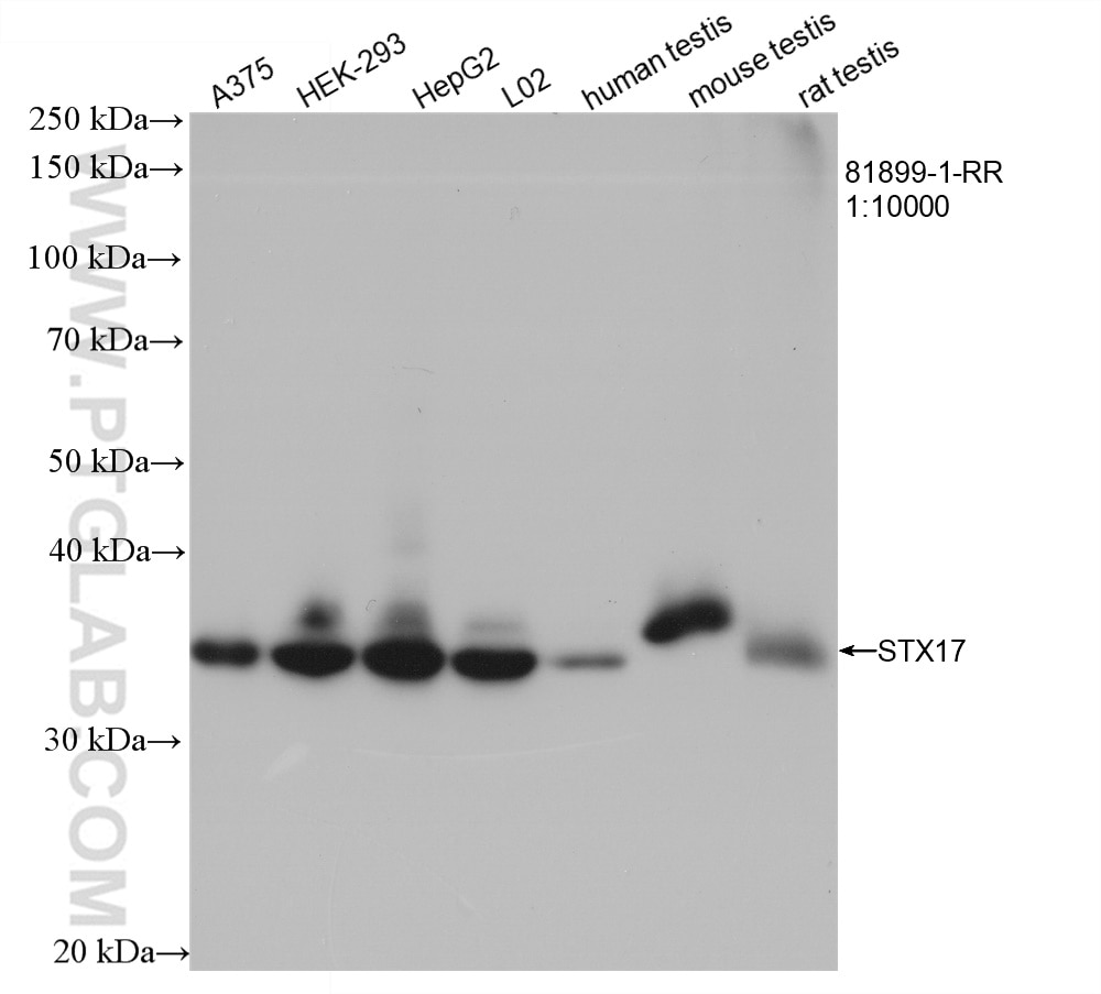 Western Blot (WB) analysis of various lysates using STX17 Recombinant antibody (81899-1-RR)