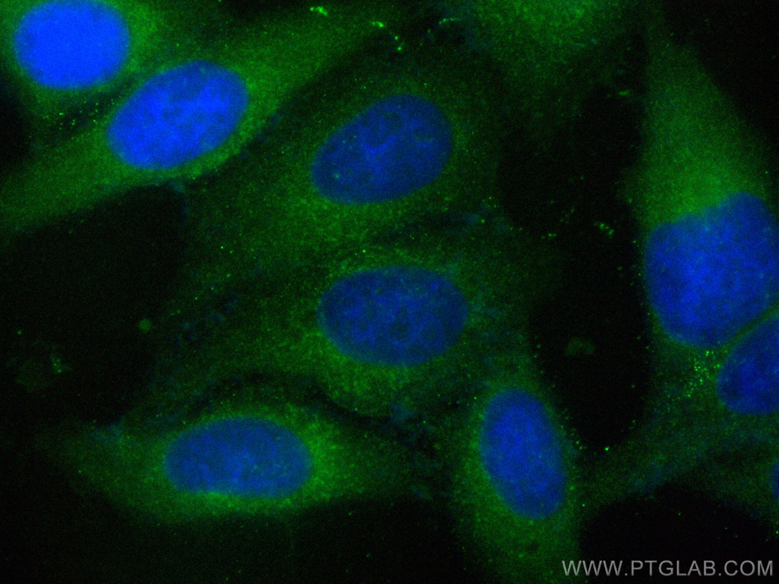 IF Staining of HepG2 using CL488-81899