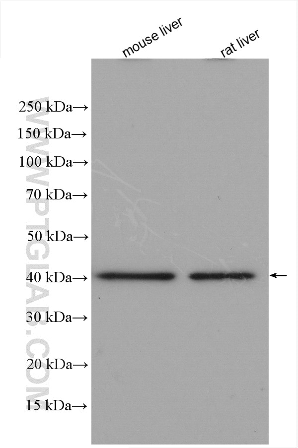 Western Blot (WB) analysis of various lysates using Syntaxin 18 Polyclonal antibody (16013-1-AP)