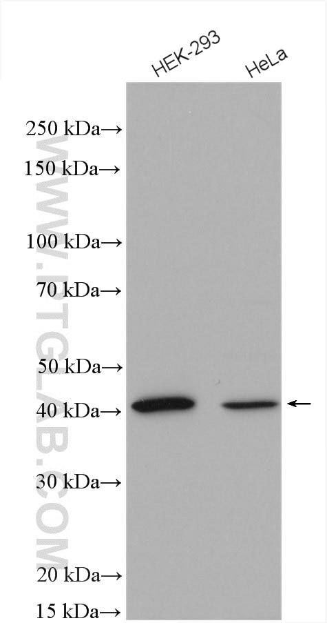 Western Blot (WB) analysis of various lysates using Syntaxin 18 Polyclonal antibody (16013-1-AP)