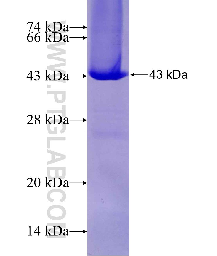 Syntaxin 18 fusion protein Ag8947 SDS-PAGE