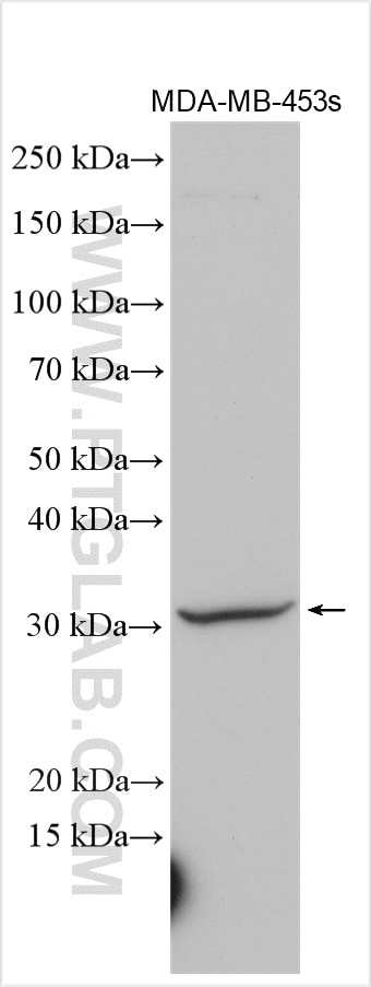 Western Blot (WB) analysis of various lysates using Syntaxin 19 Polyclonal antibody (17212-1-AP)