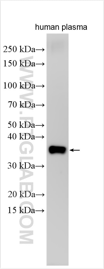 Western Blot (WB) analysis of human plasma using STX1A Polyclonal antibody (55164-1-AP)