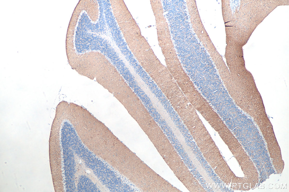 Immunohistochemistry (IHC) staining of mouse cerebellum tissue using Syntaxin 1B Monoclonal antibody (66437-1-Ig)