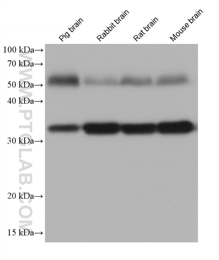 Western Blot (WB) analysis of various lysates using Syntaxin 1A / Syntaxin 1B Monoclonal antibody (66437-1-Ig)