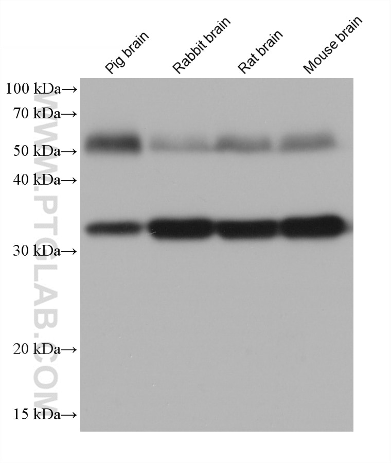 WB analysis using 66437-1-Ig