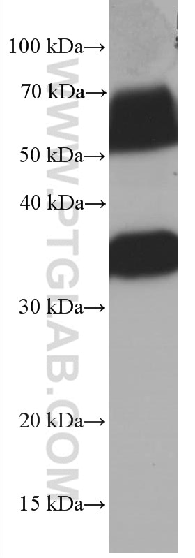 Western Blot (WB) analysis of rat brain tissue using Syntaxin 1A / Syntaxin 1B Monoclonal antibody (66437-1-Ig)