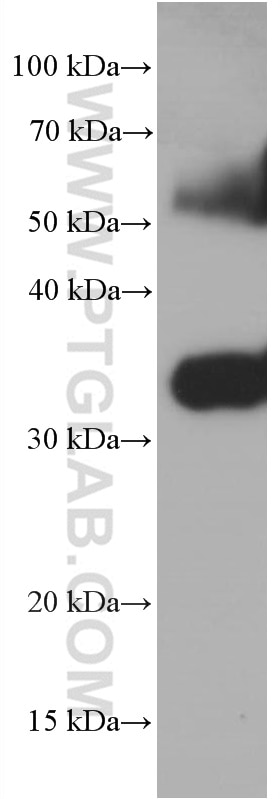 Western Blot (WB) analysis of fetal human brain tissue using Syntaxin 1A / Syntaxin 1B Monoclonal antibody (66437-1-Ig)