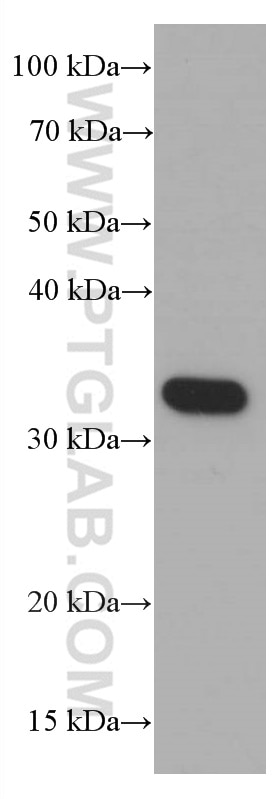 Western Blot (WB) analysis of Y79 cells using Syntaxin 1A / Syntaxin 1B Monoclonal antibody (66437-1-Ig)