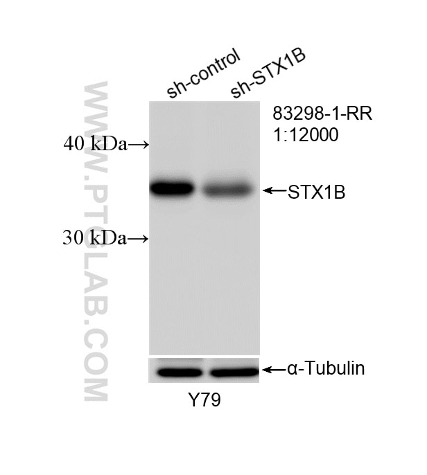 Western Blot (WB) analysis of Y79 cells using Syntaxin 1B Recombinant monoclonal antibody (83298-1-RR)