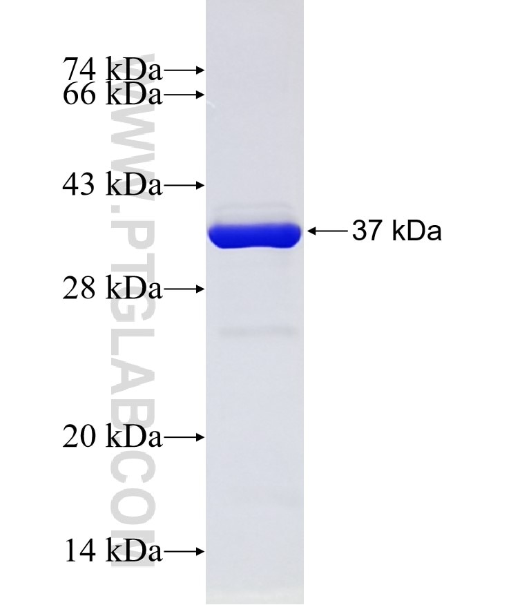 STX1B fusion protein Ag10257 SDS-PAGE