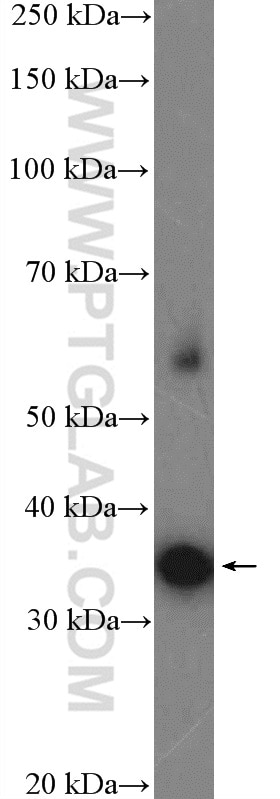 Western Blot (WB) analysis of SH-SY5Y cells using Syntaxin 3 Polyclonal antibody (15556-1-AP)