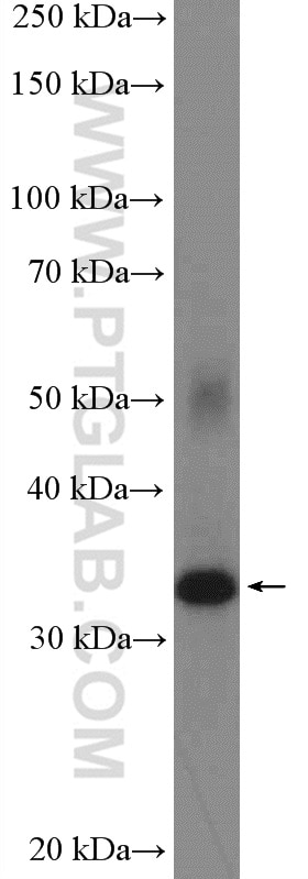 Western Blot (WB) analysis of Neuro-2a cells using Syntaxin 3 Polyclonal antibody (15556-1-AP)