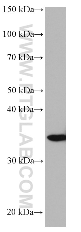 Western Blot (WB) analysis of HEK-293 cells using STX3 Monoclonal antibody (66760-1-Ig)
