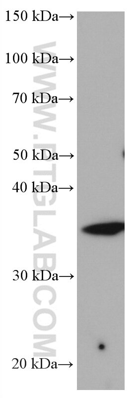 Western Blot (WB) analysis of rat brain tissue using STX3 Monoclonal antibody (66760-1-Ig)
