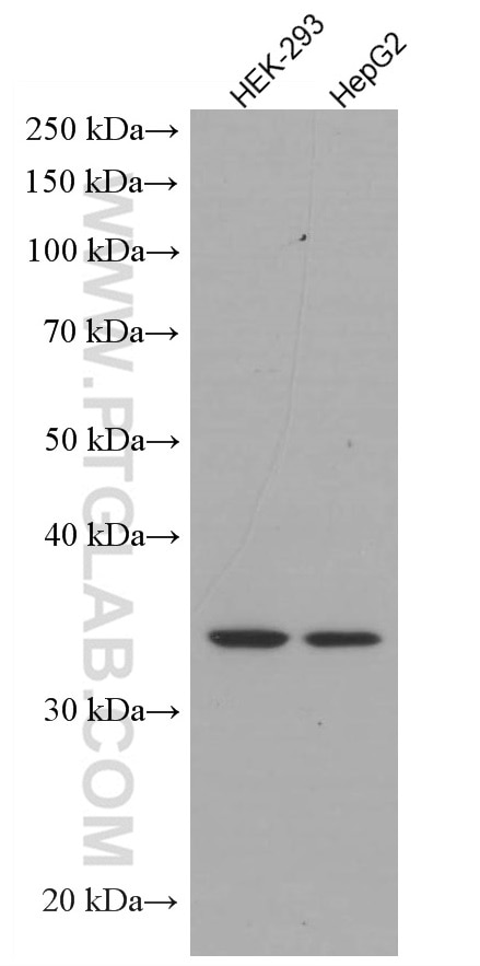 Western Blot (WB) analysis of various lysates using STX3 Monoclonal antibody (66760-1-Ig)