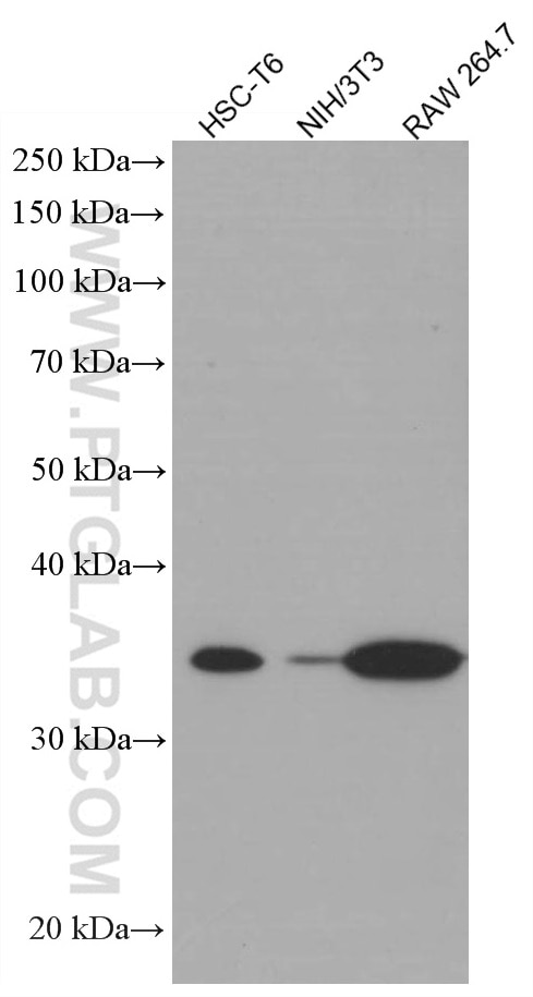 Western Blot (WB) analysis of various lysates using STX3 Monoclonal antibody (66760-1-Ig)