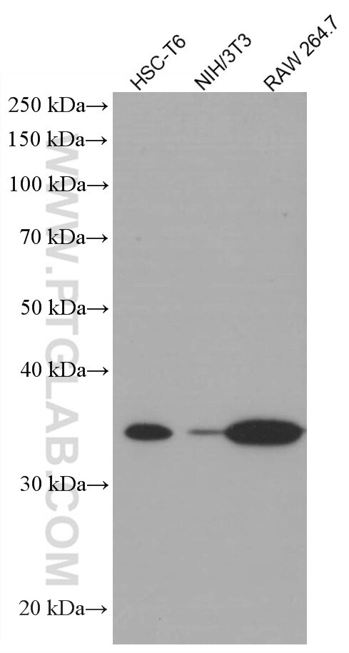 WB analysis using 66760-1-Ig