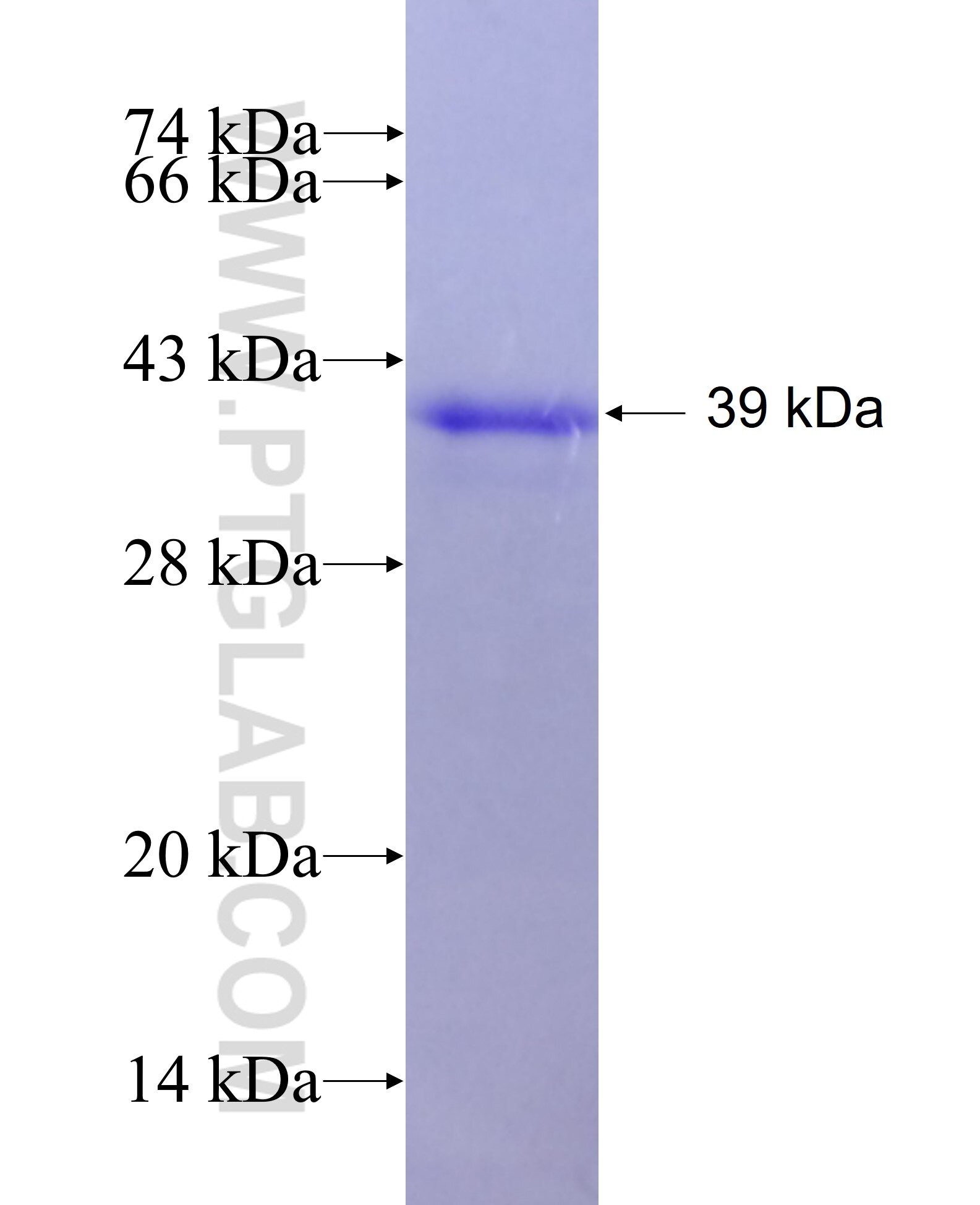 STX3 fusion protein Ag7805 SDS-PAGE