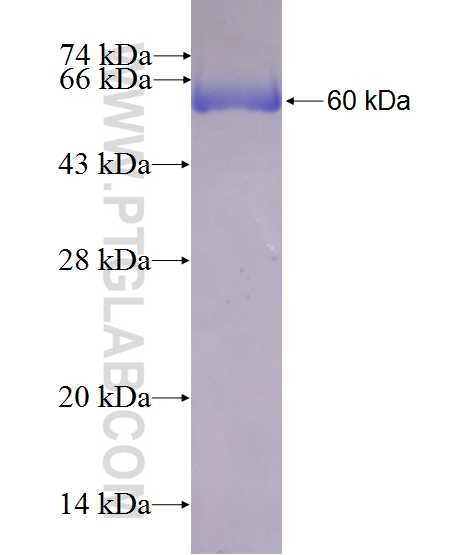 STX3 fusion protein Ag7925 SDS-PAGE