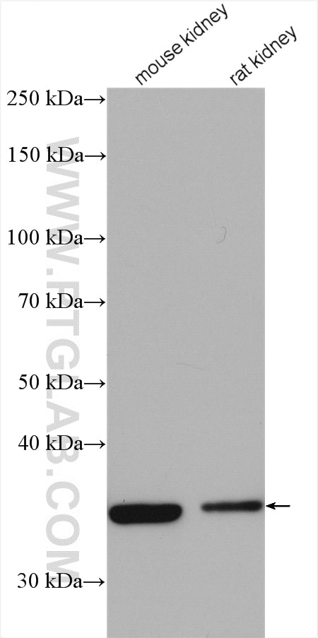 Western Blot (WB) analysis of various lysates using Syntaxin 4 Polyclonal antibody (14988-1-AP)