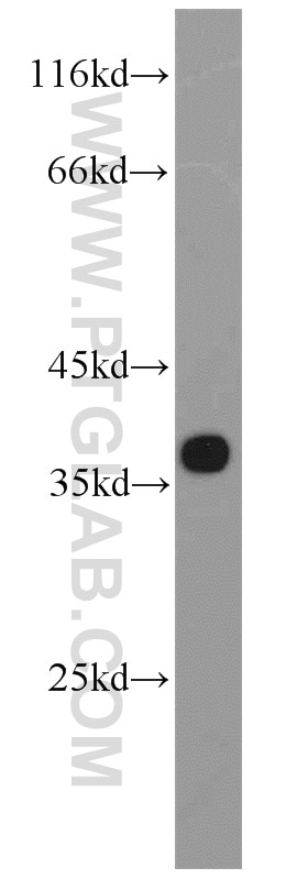 Western Blot (WB) analysis of HEK-293 cells using Syntaxin 4 Polyclonal antibody (14988-1-AP)