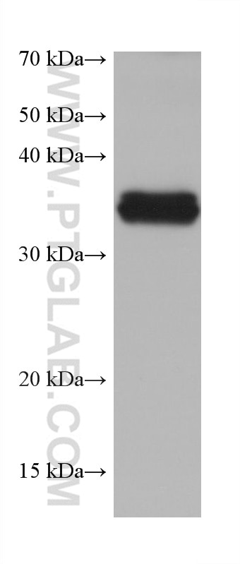 Western Blot (WB) analysis of U2OS cells using STX4 Monoclonal antibody (68429-1-Ig)