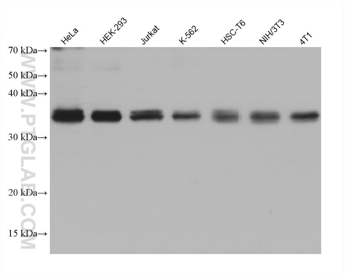 Western Blot (WB) analysis of various lysates using STX4 Monoclonal antibody (68429-1-Ig)