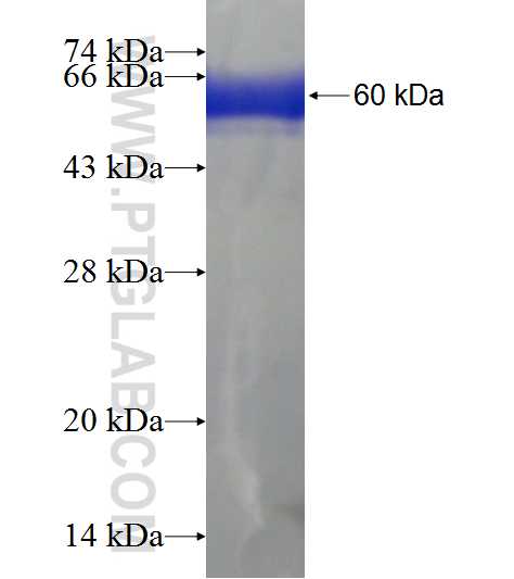 STX4 fusion protein Ag6973 SDS-PAGE