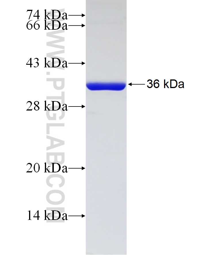 STX4 fusion protein Ag7053 SDS-PAGE