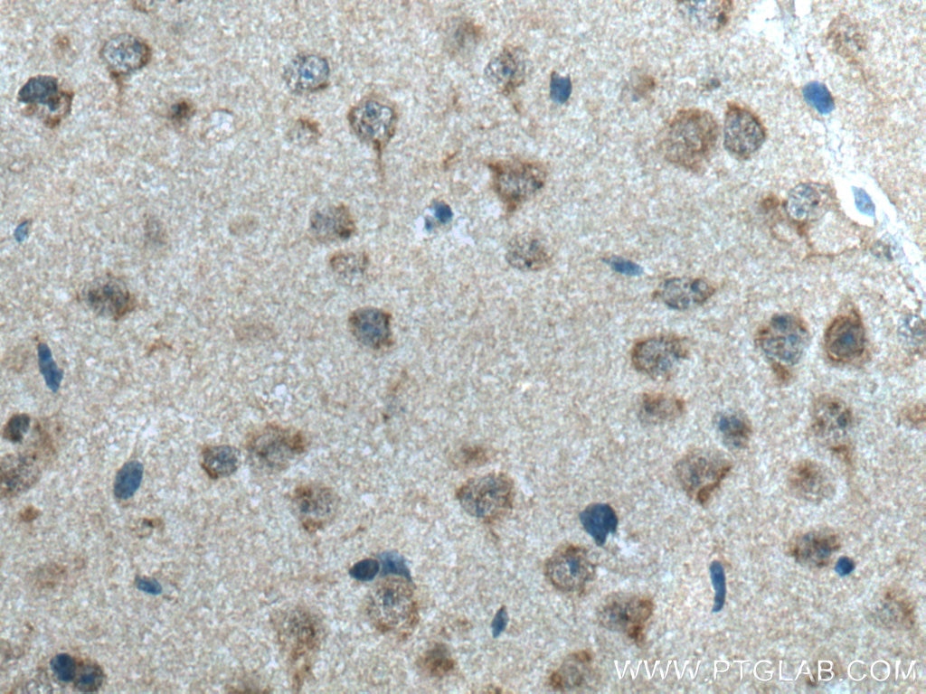 IHC staining of mouse brain using 26711-1-AP
