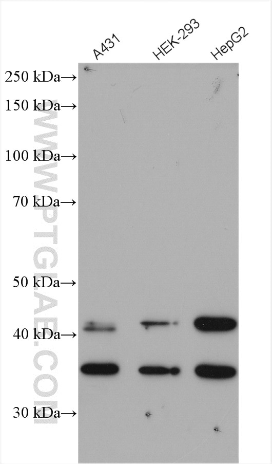 Western Blot (WB) analysis of various lysates using STX5 Polyclonal antibody (26711-1-AP)