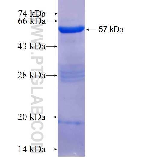 STX5 fusion protein Ag25069 SDS-PAGE