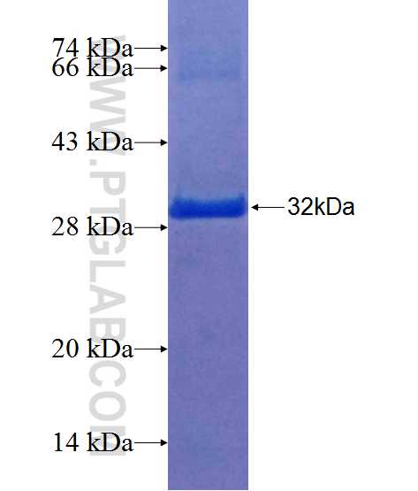 STX5 fusion protein Ag25098 SDS-PAGE