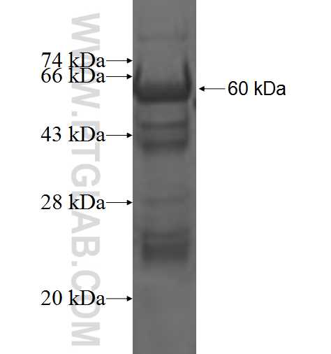 STX5 fusion protein Ag1576 SDS-PAGE