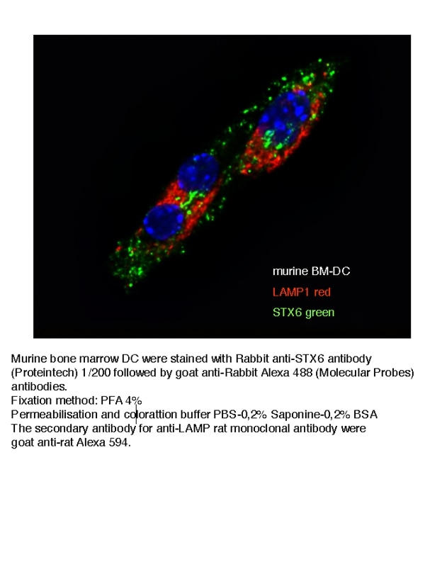 Immunofluorescence (IF) / fluorescent staining of murine BM-DC using Syntaxin 6 Polyclonal antibody (10841-1-AP)