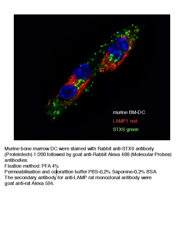 IF Staining of murine BM-DC using 10841-1-AP