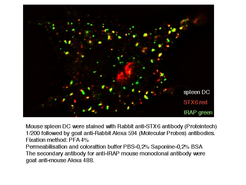Immunofluorescence (IF) / fluorescent staining of murine Spleen-DC using Syntaxin 6 Polyclonal antibody (10841-1-AP)