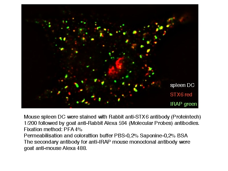 IF Staining of murine Spleen-DC using 10841-1-AP