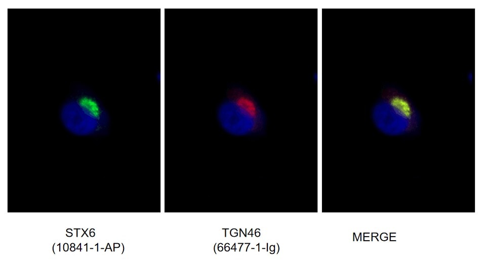 Immunofluorescence (IF) / fluorescent staining of PC-12 cells using Syntaxin 6 Polyclonal antibody (10841-1-AP)