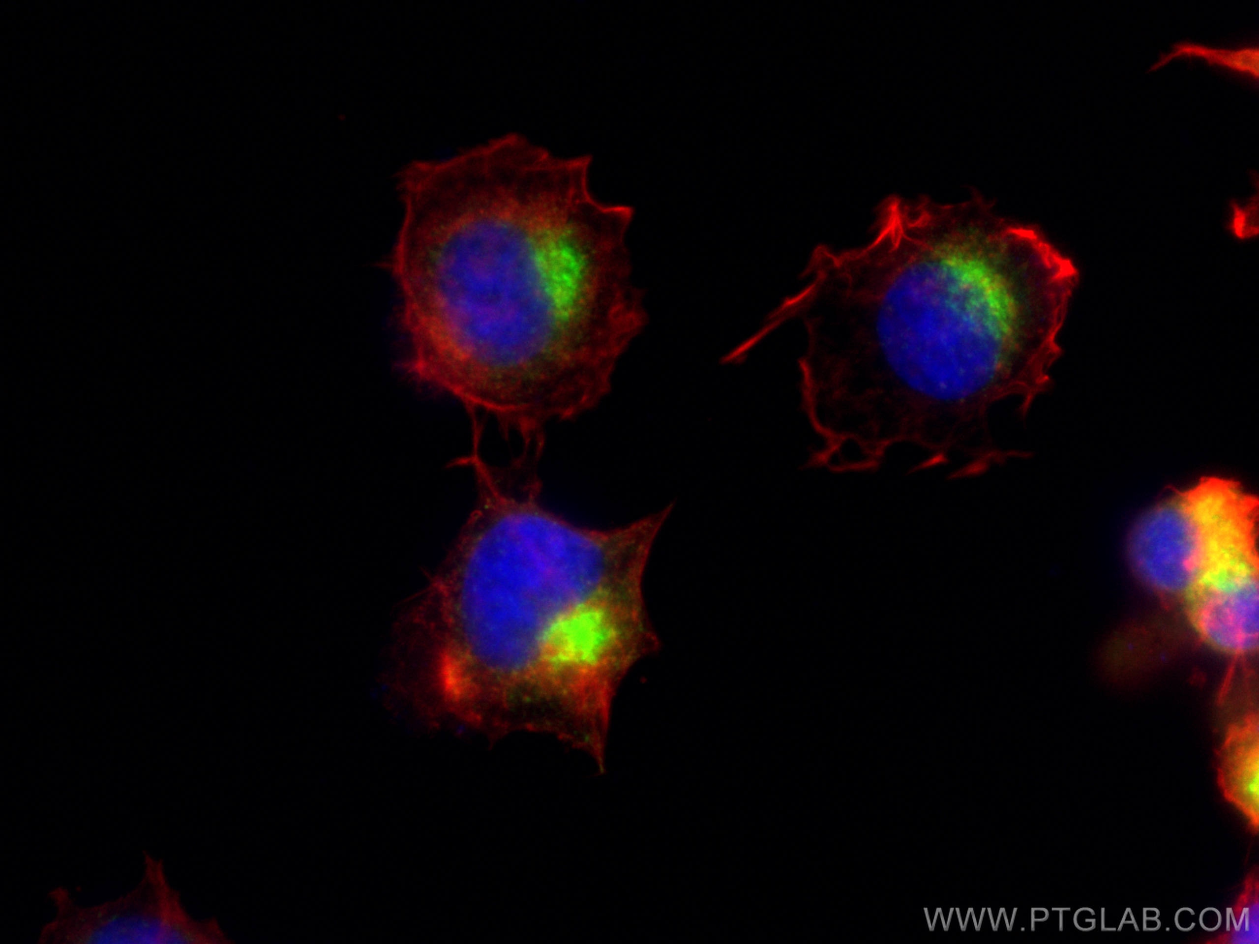 Immunofluorescence (IF) / fluorescent staining of PC-12 cells using Syntaxin 6 Polyclonal antibody (10841-1-AP)