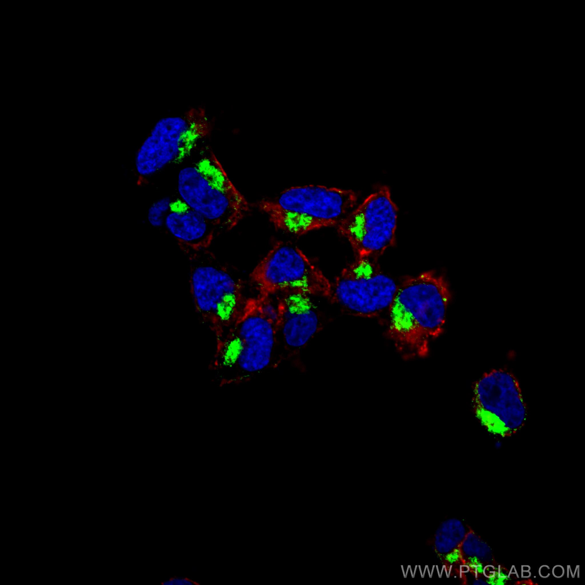 Immunofluorescence (IF) / fluorescent staining of PC-12 cells using Syntaxin 6 Polyclonal antibody (10841-1-AP)