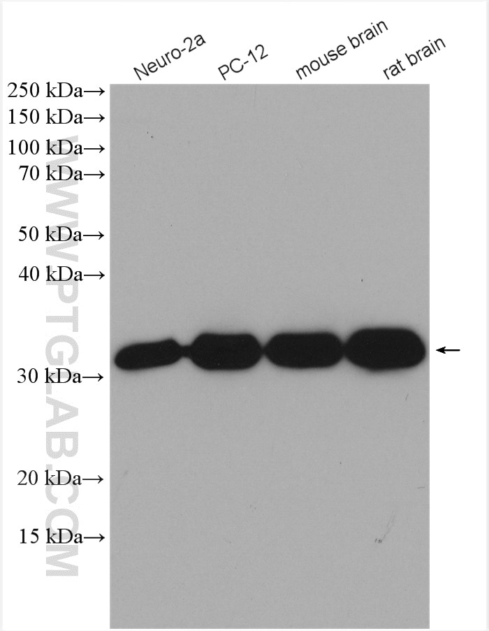 Western Blot (WB) analysis of various lysates using Syntaxin 6 Polyclonal antibody (10841-1-AP)