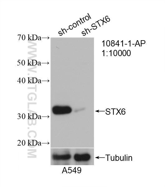 Western Blot (WB) analysis of A549 cells using Syntaxin 6 Polyclonal antibody (10841-1-AP)