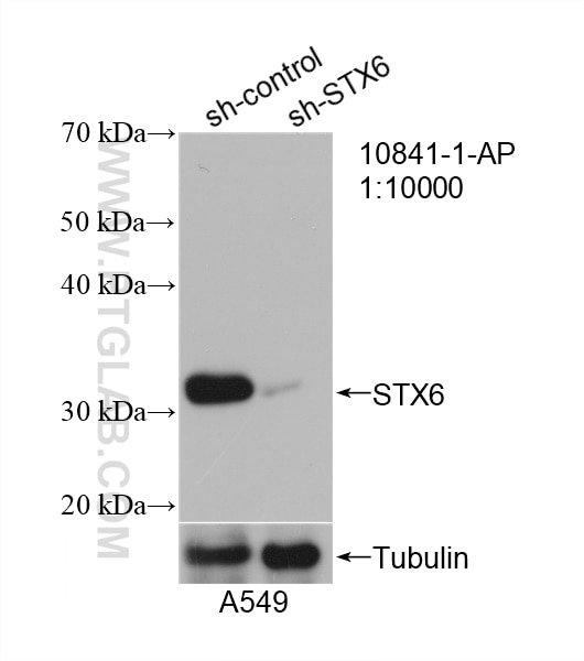 WB analysis of A549 using 10841-1-AP