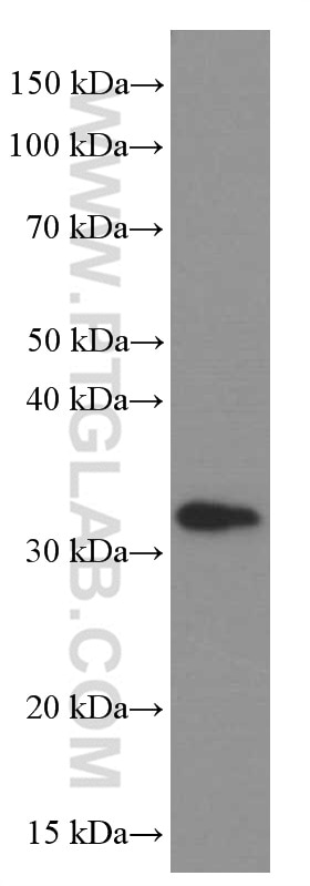 Western Blot (WB) analysis of SH-SY5Y cells using Syntaxin 6 Monoclonal antibody (60059-1-Ig)
