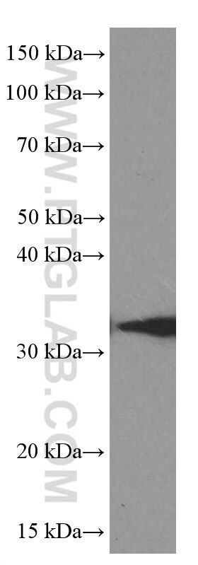 Western Blot (WB) analysis of U-251 cells using Syntaxin 6 Monoclonal antibody (60059-1-Ig)