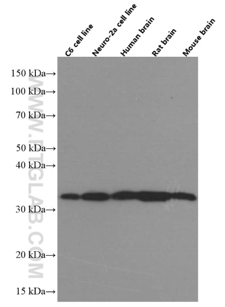 Western Blot (WB) analysis of various lysates using Syntaxin 6 Monoclonal antibody (60059-1-Ig)