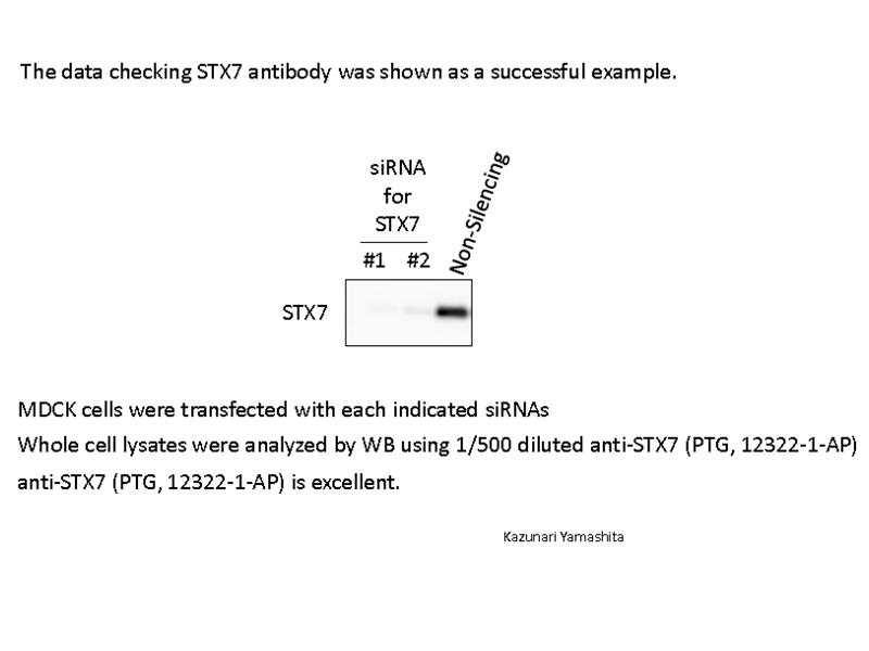 Western Blot (WB) analysis of MDCK cells using Syntaxin 7 Polyclonal antibody (12322-1-AP)